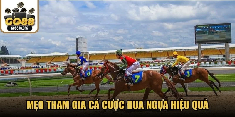 Mẹo tham gia cá cược đua ngựa hiệu quả