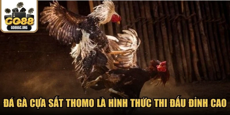 Đá gà cựa sắt thomo là hình thức thi đấu đỉnh cao, thể hiện sự chuyên nghiệp