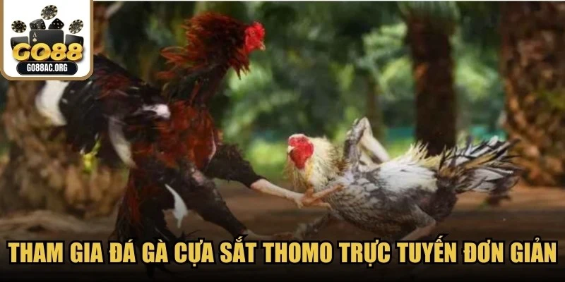 Tham gia đá gà cựa sắt Thomo trực tuyến đơn giản, tiện lợi
