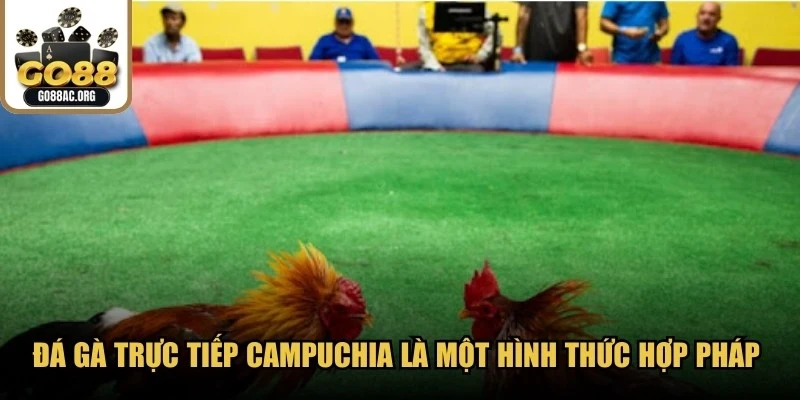 Đá gà trực tiếp Campuchia là một hình thức hợp pháp và bảo hộ từ chính phủ