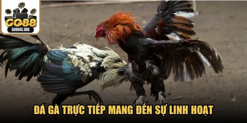 Đá gà trực tiếp mang đến sự linh hoạt, tối ưu hóa trải nghiệm