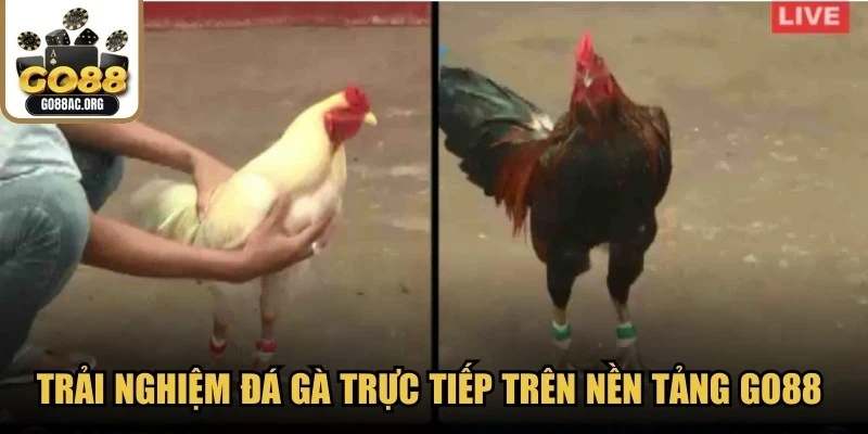 Trải nghiệm Đá gà trực tiếp trên nền tảng Go88 với vài bước đơn giản