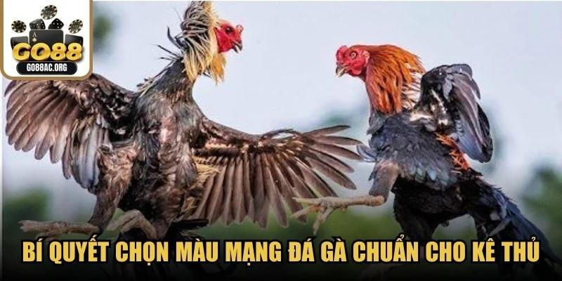 Bí quyết chọn màu mạng đá gà cực chuẩn cho kê thủ