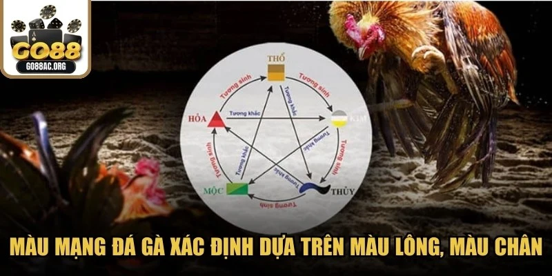 Màu mạng đá gà là xác định chiến kê dựa trên màu lông, màu chân với ngũ hành