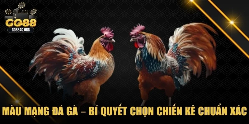 Màu Mạng Gà Đá